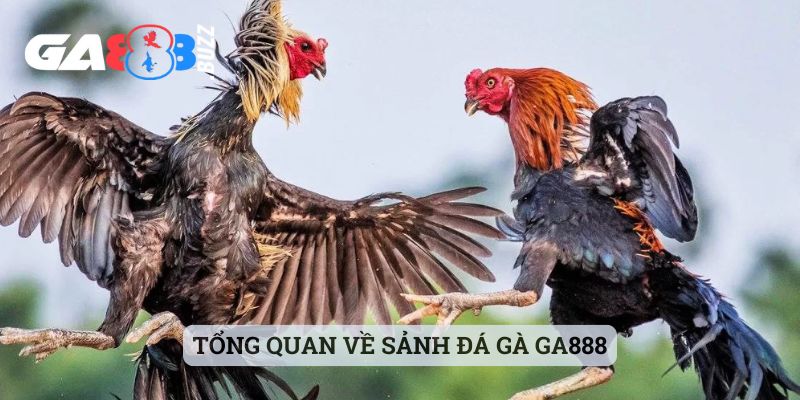 Tổng quan về sảnh đá gà Ga888