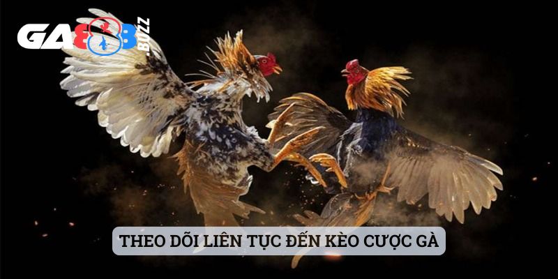 Theo dõi liên tục đến kèo cược gà